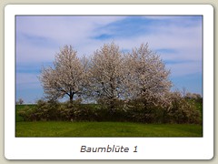 Baumblüte 1