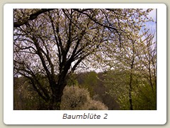Baumblüte 2