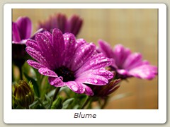 Blume