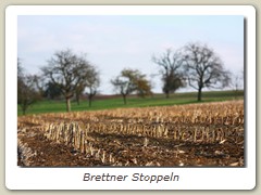 Brettner Stoppeln