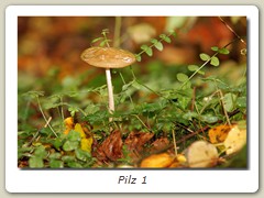 Pilz 1