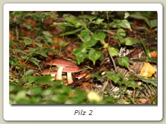 Pilz 2