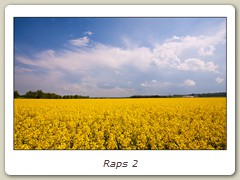 Raps 2