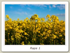 Raps 1