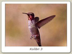 Kolibri 3
